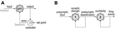 Homeostatic regulation of neuronal function: importance of degeneracy and pleiotropy